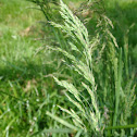 Grass