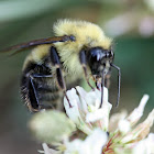 Common Eastern Bumble Bee