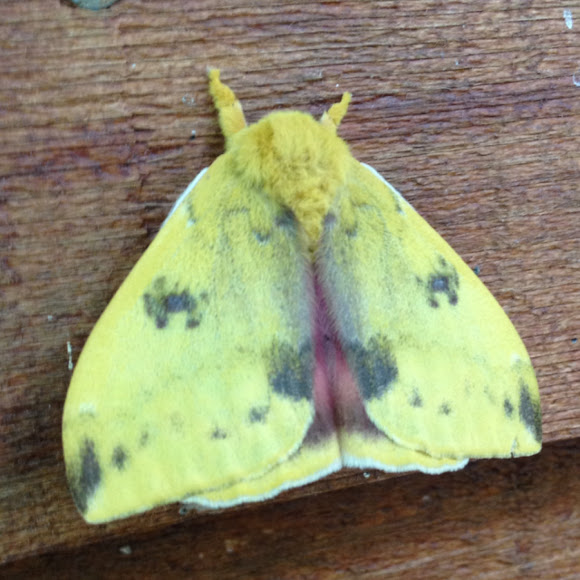 Spotting Image 1