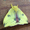 Io Moth (male)