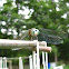 dragonfly (blue dasher) Pachydiplax longipennis