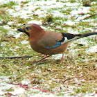 Eurasian Jay, Eichelhäher
