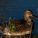 Wild Duck (Anas platyrhynchos)