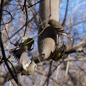 American goldfinch