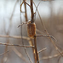 Mantis Ootheca