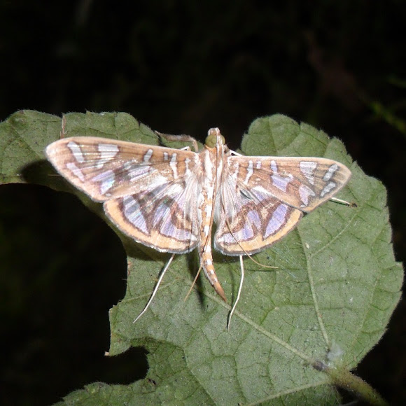Spotting Image 1