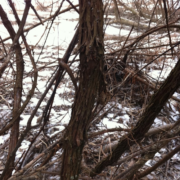 Spotting Image 1