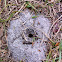 Ants