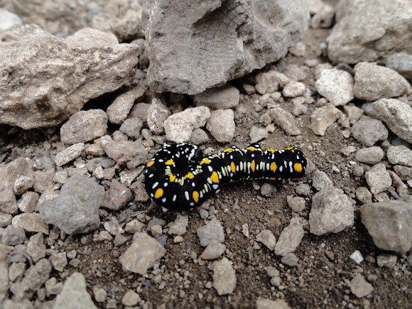 Spotting Image 1