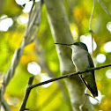Ruby-throated Hummingbird