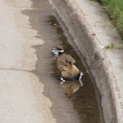 Killdeer