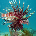 The Lionfish Caribbean Migration Map