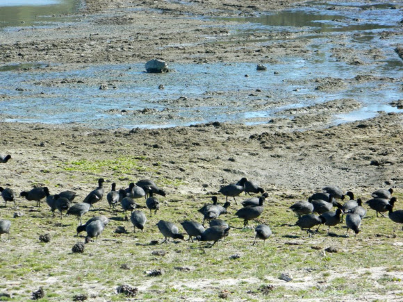 Spotting Image 1