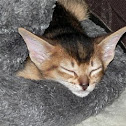Laurel's Abbsynian Cats