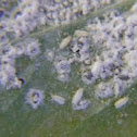 Mosca Branca