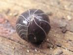 [potato bug rolled[4].jpg]
