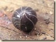 potato bug rolled