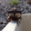 Cicada