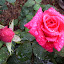 Rose 'Pink Kardinal'