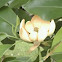 Magnolia