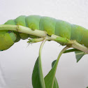 Oleander Hawk-moth caterpillar