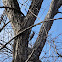 Downy Woodpecker