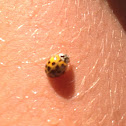 Ladybug