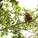 Howler Monkey