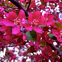Tree Flower