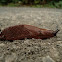 European Red Slug