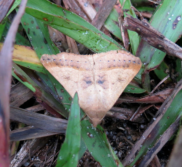 Spotting Image 1