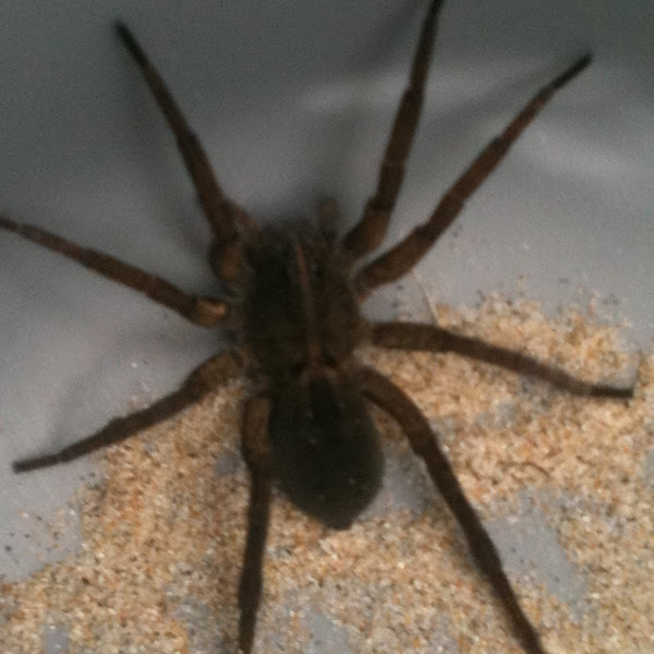 Dock spider Project Noah