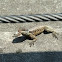 Common Tegu