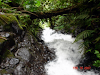 Finca De 91 Has  Bosque Primario Y Cascadas