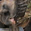 Asian Elephant