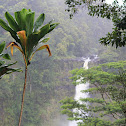 La'i