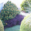 Acers