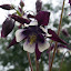 Aquilegia