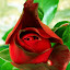 Rose - 'Hot Chocolate'