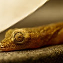 Common house gecko