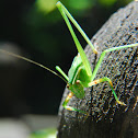 Green katydid