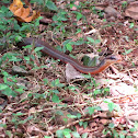 Salmon-bellied Racer