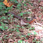 Salmon-bellied Racer