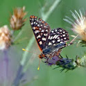 Variable Checkerspot
