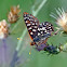 Variable Checkerspot