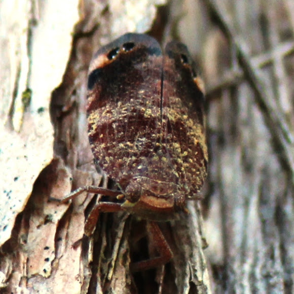 Spotting Image 1