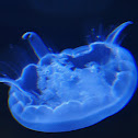 Moon Jellyfish