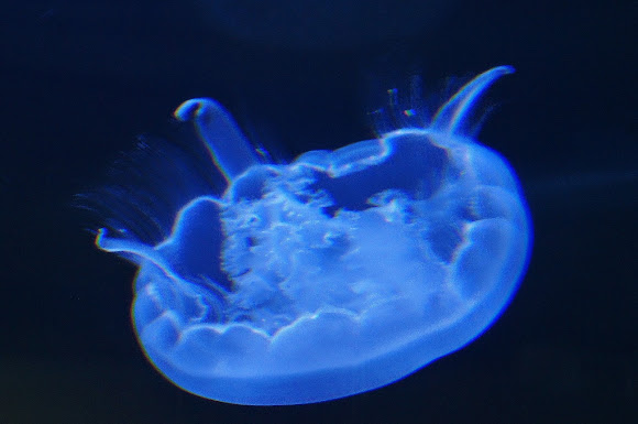 Spotting Image 1