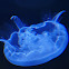 Moon Jellyfish