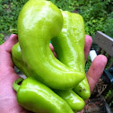 Yellow Peppers